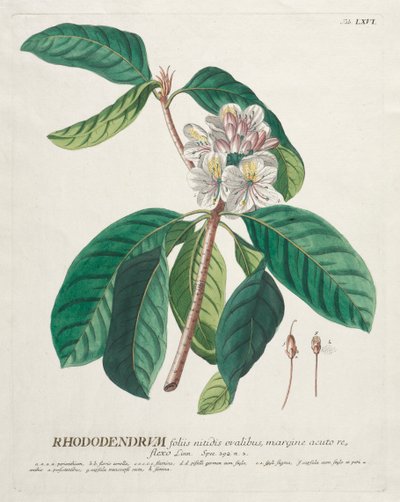 Utvalda växter 66 - Rhododendron. av Georg Dionysius Ehret