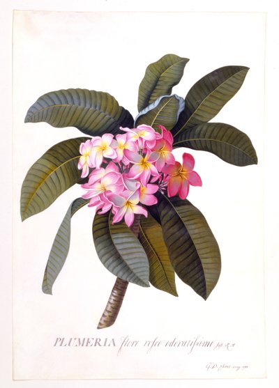 Plumeria, c 1744 handfärgad gravyr. av "Georg Dionysius Ehret