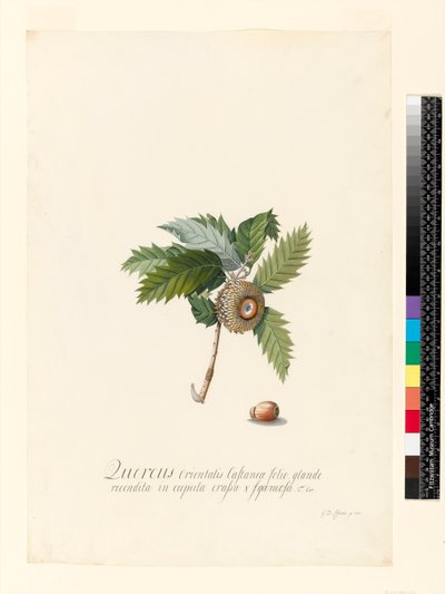 Quercus Orientalis, 1742 (wc och kroppsfärg på veläng) av Georg Dionysius Ehret