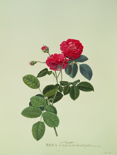 Rosa: Holoferica multiplex (Park Parade) av Georg Dionysius Ehret