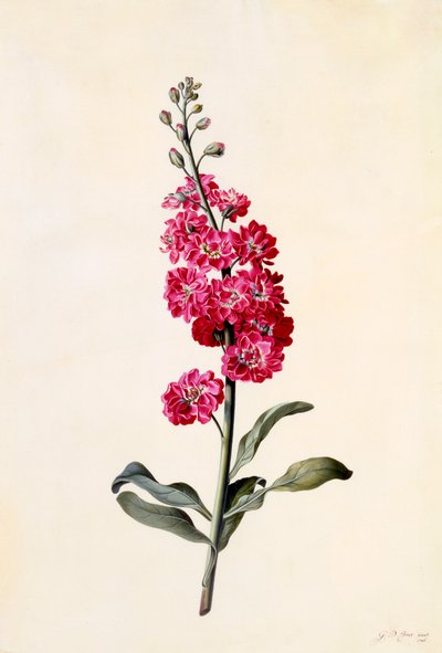 Stock Matthiola Incana, ca. 1746 handfärgad gravyr. av "Georg Dionysius Ehret