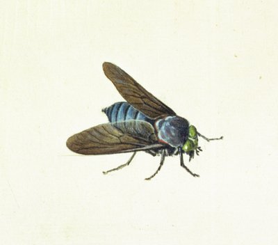 Hästflugan, 1700-talet av Georg Dionysius Ehret