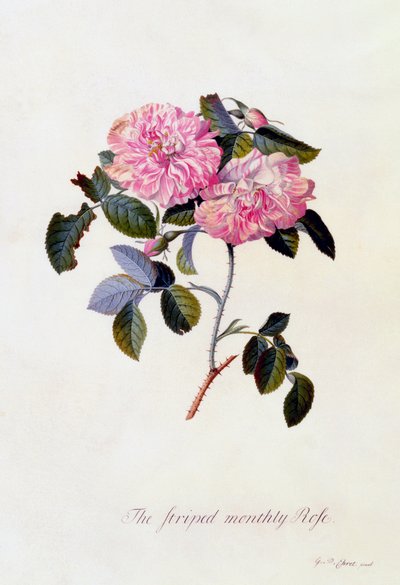 Den randiga månadsrosen, ca. 1745 handfärgad gravyr. av "Georg Dionysius Ehret