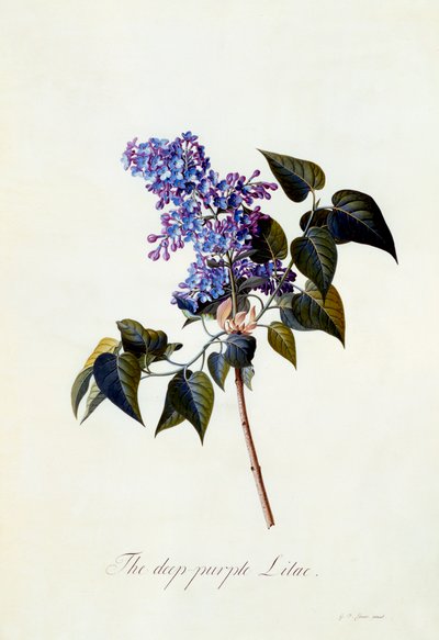 Den djuplila lila. av "Georg Dionysius Ehret