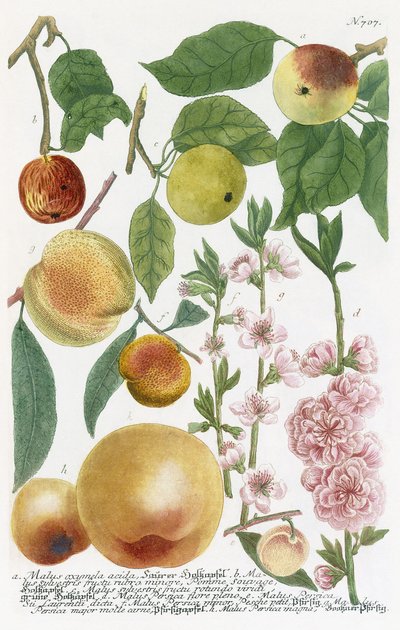 Olika äpplen av Georg Dionysius Ehret