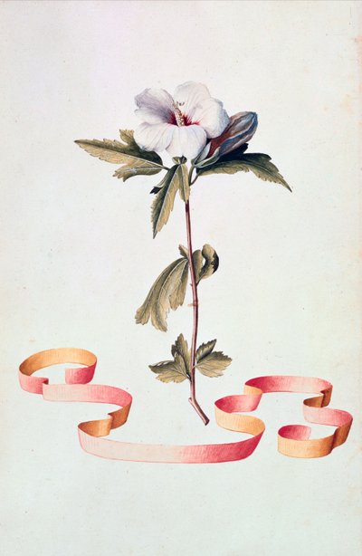 Vit Hibiscus av Georg Dionysius Ehret