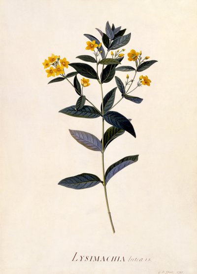 Yellow Loosestrife, c.1760 (handfärgad gravyr) av Georg Dionysius Ehret