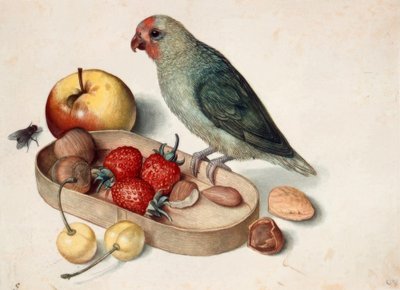 Stilleben med dvärgpapegoja av Georg Flegel