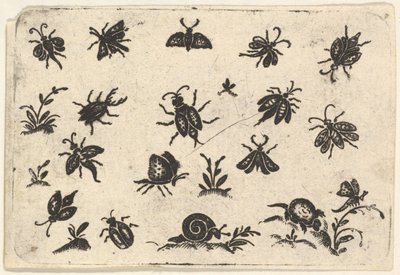 Små motiv av insekter och växter, 1596. av Georg Herman