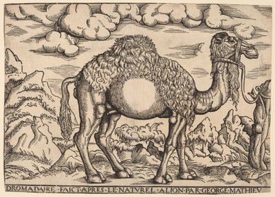 En Dromedär av Georg Mattheus