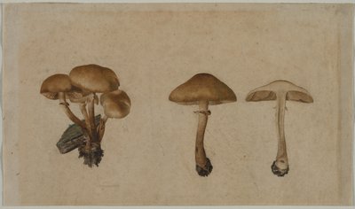 Svampar av Georg Wilhelm Baurenfeind