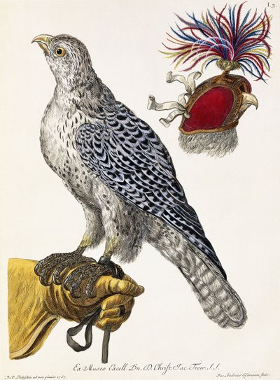 Falkenjakt, tavla 3, från "Naturens nöjen utvalda", 1771 av Georg Wolfgang Knorr