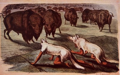 Indianer från nordamerikanska slätter kryper fram på betande buffel medan de bär vargskinn, ca 1840 (färg litho) av George (after) Catlin