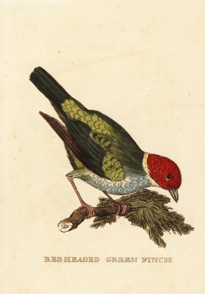 Tanager, Tangara gyrola av George (after) Edwards