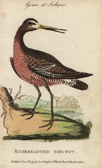 Svartsvansspov eller rödbröst, Limosa limosa av George (after) Edwards