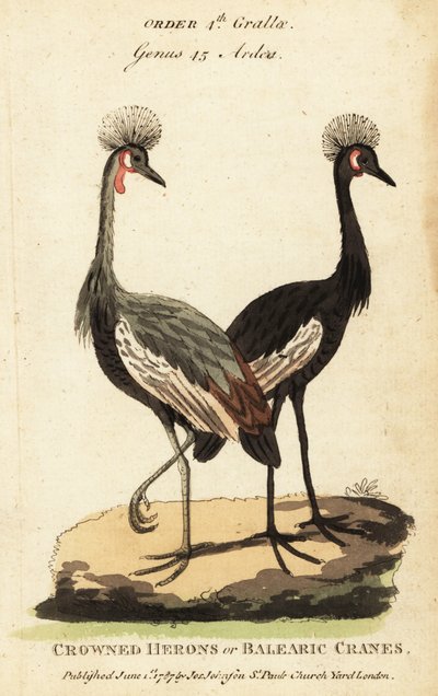 Svart krönt trana, Balearica pavonina av George (after) Edwards