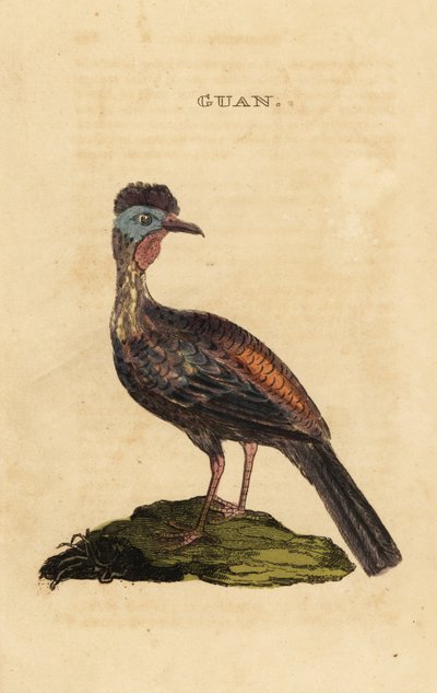 Crested guan, Penelope purpurascens av George (after) Edwards