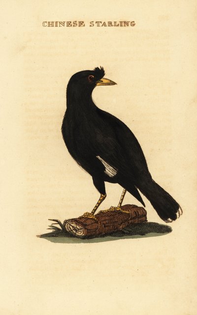 Crested myna, Acridotheres cristatellus av George (after) Edwards