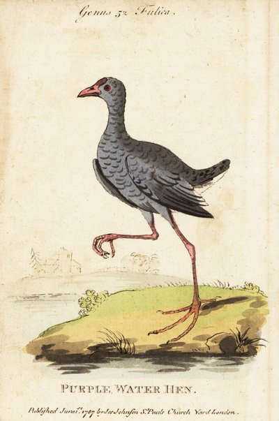 Gråhuvad träsk, Porphyrio poliocephalus av George (after) Edwards