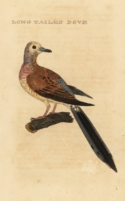 Sörjande duva, Zenaida macroura av George (after) Edwards