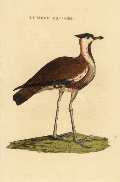 Vipa, Vanellus vanellus av George (after) Edwards