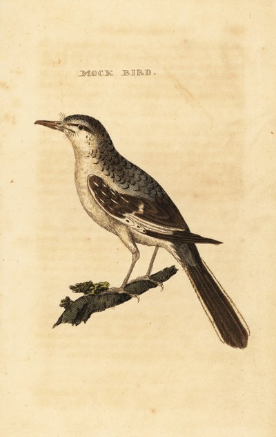 Northern mockingbird, Mimus polyglottos av George (after) Edwards