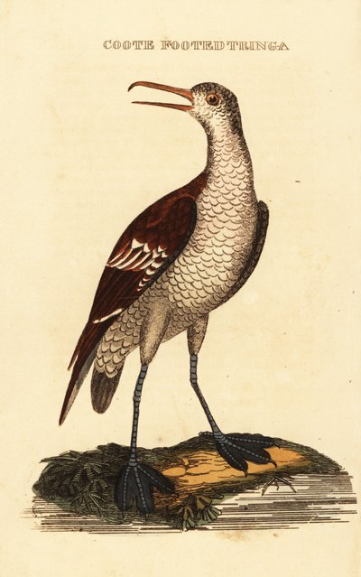 Rödhalsad phalarope, Phalaropus lobatus av George (after) Edwards