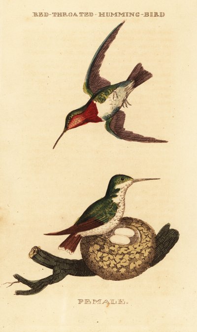 Ruby-throated kolibri, Archilochus colubris av George (after) Edwards