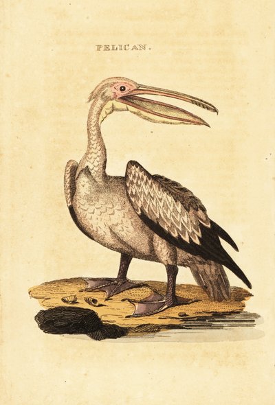 Stor vit pelikan, Pelecanus onocrotalus av George (after) Shaw
