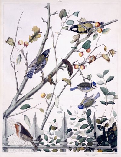 Röda bröst (Robin), talgoxar (hane och hona) och blåmes (hane och hona), ca 1841 (handfärgad gravyr) av George (after) Shield