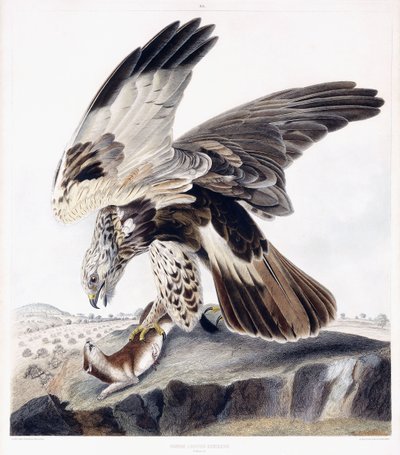 Rough Legged Buzzard (hona), ca 1841 (handfärgad gravyr) av George (after) Shield