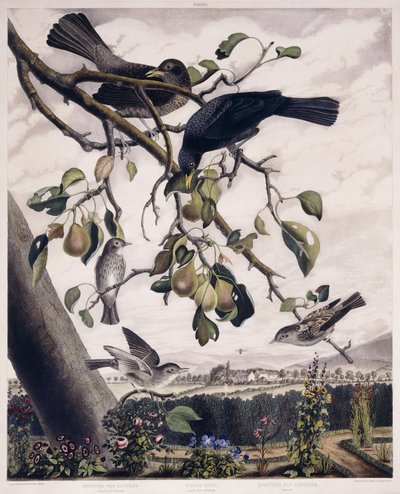 Fläckig flugfångare (hane och hona), svart fågel (hane och hona) och fläckig flugfångare (ung), ca 1841 (handfärgad gravyr) av George (after) Shield