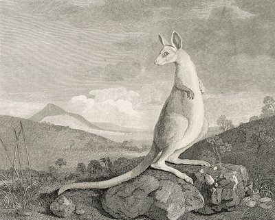 Ett djur som hittats på Nya Hollands kust, kallat Kanguroo", ca 1773 (gravyr, etsning) av George (after) Stubbs