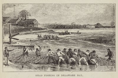 Shad Fishing i Delaware Bay av George Augustus Sala