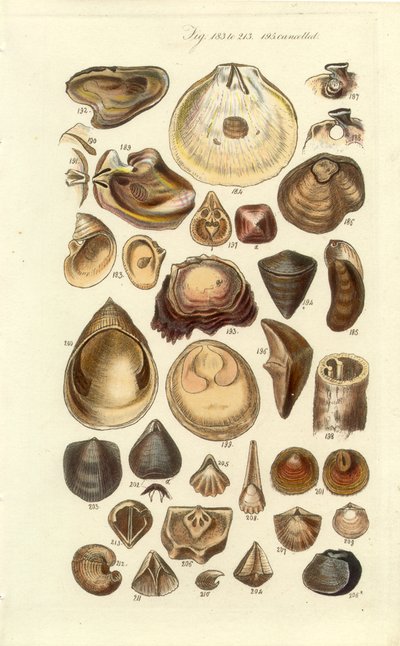 Conchological Manual Plate 11. Ostron och andra skal av George B. Sowerby