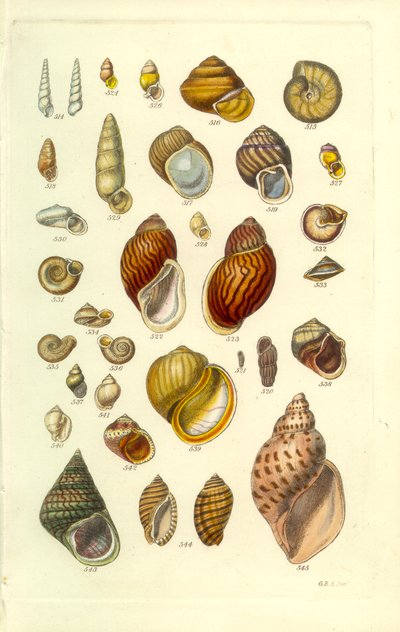Conchological Manual Plate 25. Färgglada landskal av George B. Sowerby