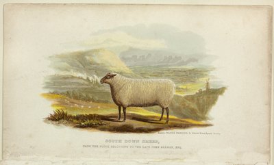 Southdownfår av George Baxter