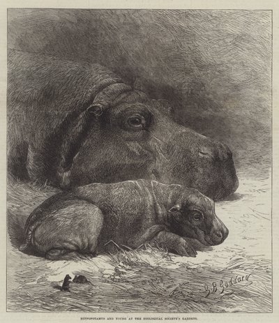 Flodhäst och unga vid Zoologiska föreningens trädgårdar av George Bouverie Goddard