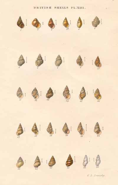 British Shells, c1859. av George Brettingham Sowerby