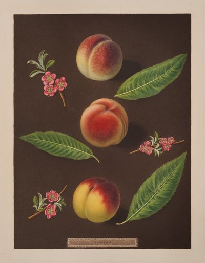 Chancellor, Catherine and the Old Newington persikor (färg litho) av George Brookshaw