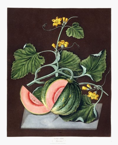 Pumpa, 1812 av George Brookshaw