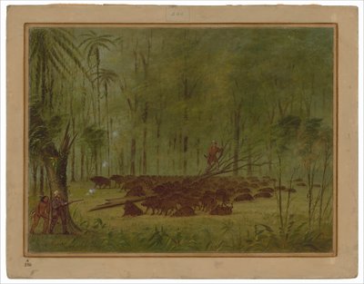 En kamp med peccaries - Caribbe av George Catlin