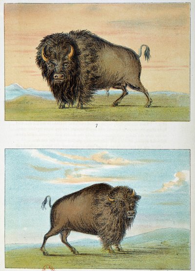 Bison, man och kvinna, USA. Illustration av George Catlin (1794-1872) av George Catlin