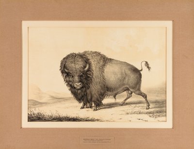 Buffalo Bull - nr 2 av George Catlin