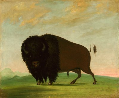 Buffalo Bull, Betar på prärien, 1832-1833. av George Catlin