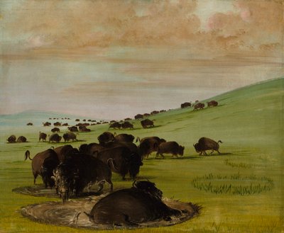 Buffeltjurar i en välling av George Catlin
