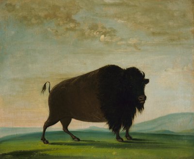 Buffelko, betar på prärien, 1832-1833. av George Catlin