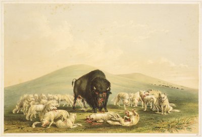 Buffalo Hunt: Buffalo Hunt: Vitvargar attackerar buffeltjur av George Catlin
