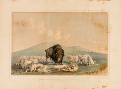 Buffeljakt, vita vargar attackerar en buffeltjur - nr 10 av George Catlin