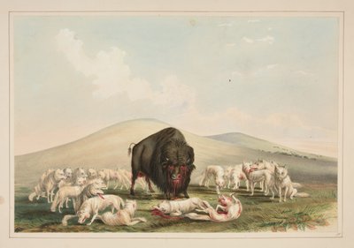 Bisonjakt, vita vargar angriper en bisontjur, plansch 10 ur portföljen om nordamerikanska indianer av George Catlin
